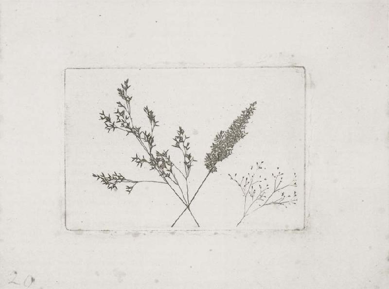 Willim Henry Fox Talbot Three Grasses oil painting picture